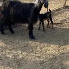 عنز نظيفه ع الشرط