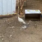 ديك ودجاجه رومي
