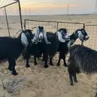 معزاء عوارض مع تيس فحل