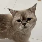 قطط سكوتش ستريت سلفر العمر سنه و4 شهور اخوان ذكر وانثى