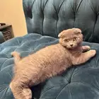 قط ذكر سكوتش فولد