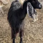 عنز عارضيه