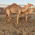 رحول خلفه ثنيه طابع شرط