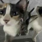 قطط للتبني 4   صغار   مجانا