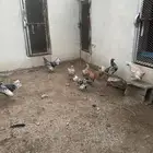 للبيع موجوعه دجاج سبرايت كريمي وشبابي