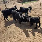 معزا عوارض مواليد