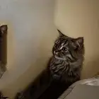 قطه لتبني