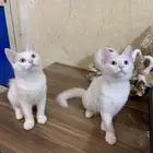 قطتين شيرازي للتبني