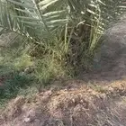 للبيع فروخ نخل اخلاص