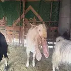 تيس هولندي جذع صنف مشروط