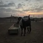 تيس عارضي