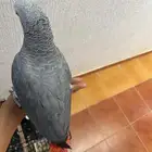 فرح كاسكو هدد