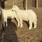 بهم مراح