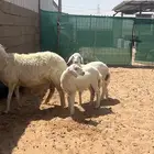 حريه متوم برخال