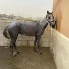 فرس شعبية  لقاح  مهرتها دهما