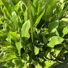 شتلات زينه ب ريال ونصف فقط ( ارخص سعر في المملكه بأعلى جوده)