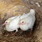 زغاليل حمام