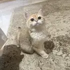 قطه بريتش بيور