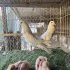 جوز نفاخ قلم بانتاجه