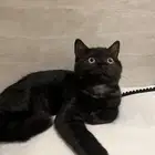 قط سكوتش للتبني