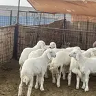خرفان