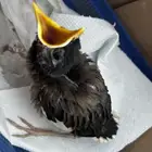 فرخ مينو