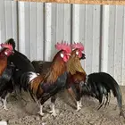 دجاج فونكس فرصه ما تتفوت