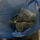 مقلط مجالس