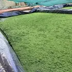 علف ازولا وخس الماء وسالفينيا للغنم والدجاج