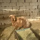 خروف ونعجه والد معه خروف كبير وخروف سواكن