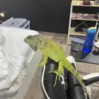 اغوانا حجم جبار