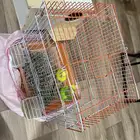 طيور حب بادجي