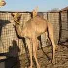 قعود للبيع سلاله زينه
