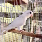 انثى روز
