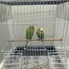 زوج بادجي استرالي صحه شرط السعر 95 العرض لفترة محدودة