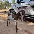تيس هوالندي وأي فأي