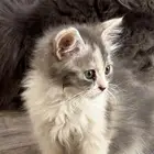 قطط لتبني