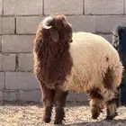 خروف نعيم 6 شهور