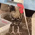 ديك بلدي للبيع لايجي إلا الصامل ولحد يبغص السعر
