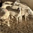 رخال حريات للبيع