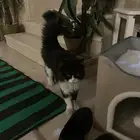 قط شيرازي للتبني