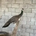 طاؤس