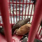 زيبرا البنقالي فنش منقانيز