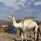 قعود حر