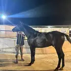 حصان شعبي للبيع