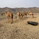 اربع نياق ومعها بكره النياق الله العالم انها لقح