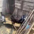 تيس