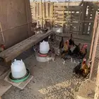 دجاج عربي للبيع