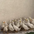 بط بكيني ذبح فل شحم