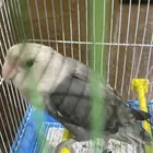 ببغاء روز اللون طفره